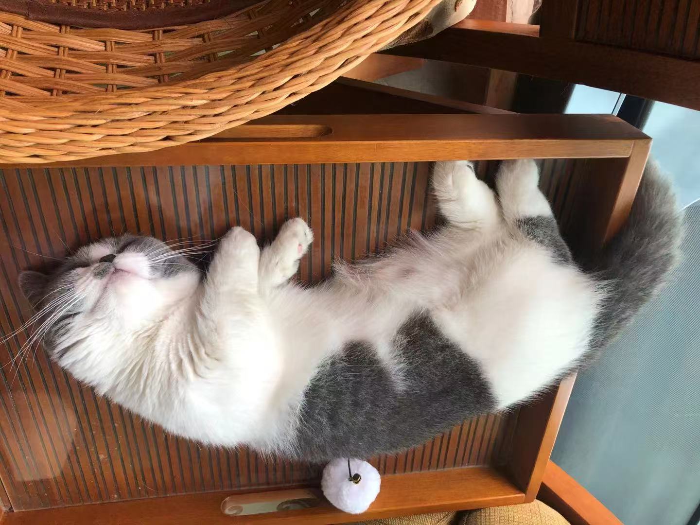 在木椅上打盹的灰白猫咪